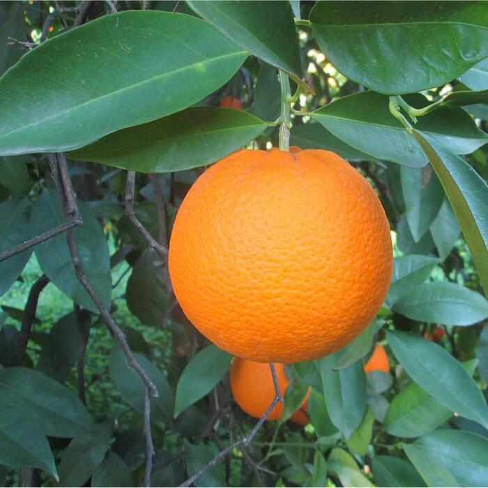 Cadenera sinaasappel (F30.20.10.20)