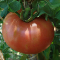 berner rose tomaat